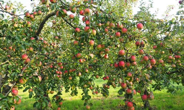apples, apple tree, fruit, red, fresh, healthy, vitamins, orchard, apple tree, apple tree, apple tree, apple tree, apple tree