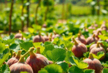 Коли садити інжир