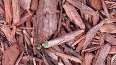 mulch, red, gardening, ground, outdoor, brown, organic, material, compost, natural, shredded, cover, landscaping, yard, environment, horticulture, turf, transplanting, irrigation, mulch, mulch, mulch, mulch, mulch, compost, compost, compost