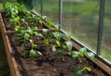 pepper, paprika, seedling, landing, foliage, greenhouse, vegetables, spring, nature, garden, village, seedling, greenhouse, greenhouse, greenhouse, greenhouse, greenhouse