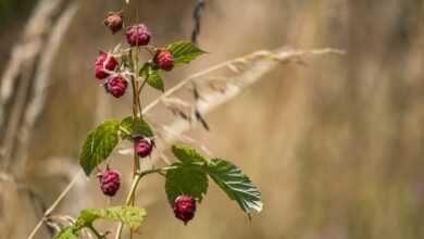 raspberry, raspberry bush, bush, berries, fruit, food, ripe, fresh, healthy, vitamins, sweet, organic, harvest, produce, branch, nature, summer, plant, raspberry, raspberry, raspberry, raspberry, raspberry, berries, fruit, nature, summer