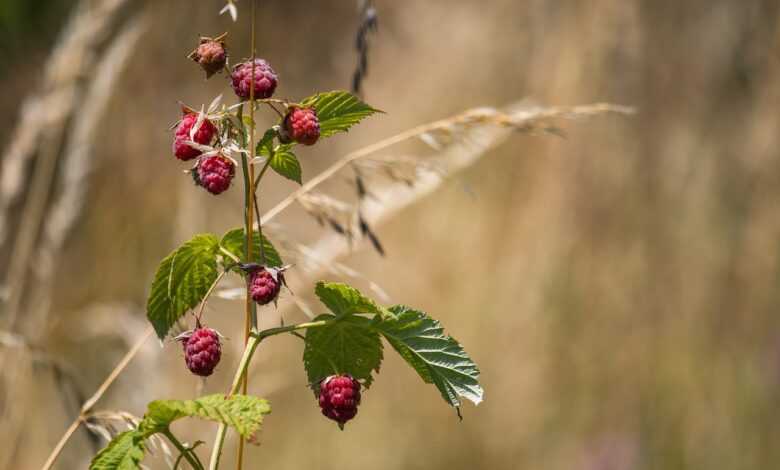 raspberry, raspberry bush, bush, berries, fruit, food, ripe, fresh, healthy, vitamins, sweet, organic, harvest, produce, branch, nature, summer, plant, raspberry, raspberry, raspberry, raspberry, raspberry, berries, fruit, nature, summer