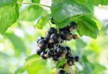 currant, fruits, food, fresh, healthy, ripe, organic, sweet, produce, nature