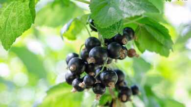 currant, fruits, food, fresh, healthy, ripe, organic, sweet, produce, nature