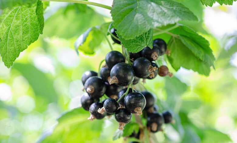 currant, fruits, food, fresh, healthy, ripe, organic, sweet, produce, nature