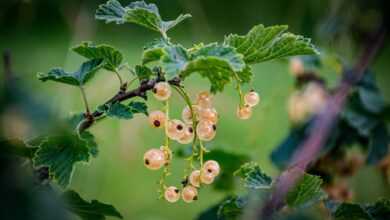 currants, plant, wild berries, fruits, berries, nature, plant, nature, nature, nature, nature, nature