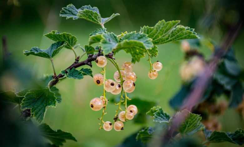 currants, plant, wild berries, fruits, berries, nature, plant, nature, nature, nature, nature, nature