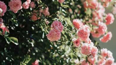 roses, blossoms, bloom, flower background, pink, beautiful flowers, flower, summer, garden, flower wallpaper, nature