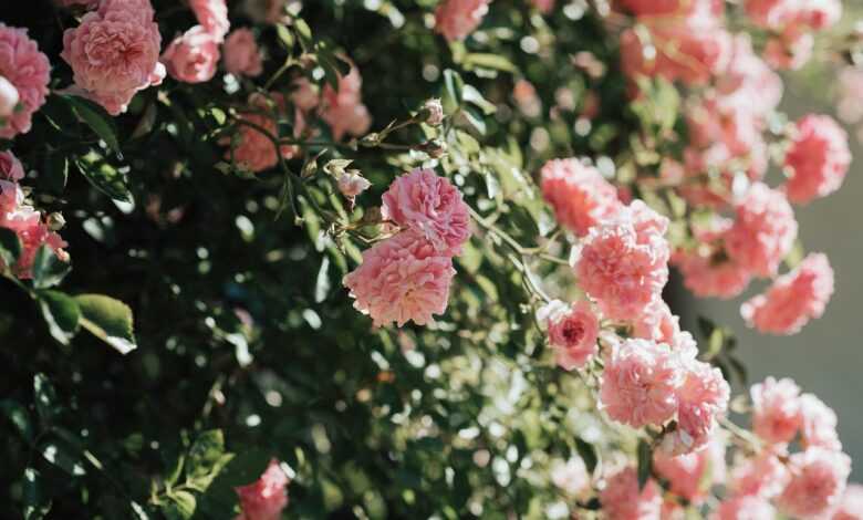 roses, blossoms, bloom, flower background, pink, beautiful flowers, flower, summer, garden, flower wallpaper, nature