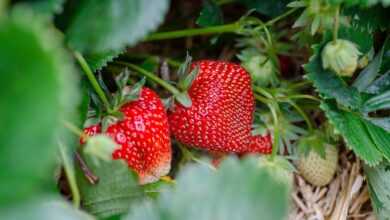 strawberries, strawberry patch, strawberry garden, fruit picking, harvest, strawberry plant, strawberries, strawberries, strawberry plant, strawberry plant, strawberry plant, strawberry plant, strawberry plant
