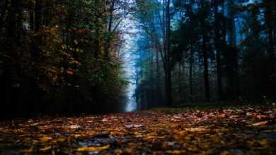 forest, fog, trees, road, mulch, path, nature, autumn, woods, mulch, mulch, mulch, mulch, mulch, nature