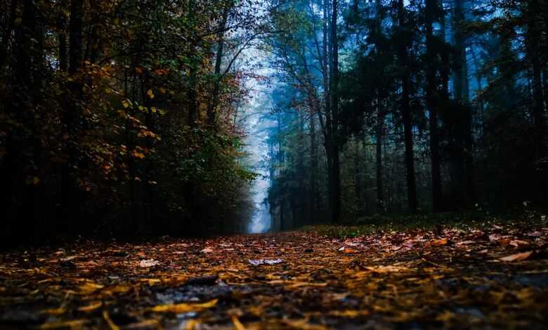 forest, fog, trees, road, mulch, path, nature, autumn, woods, mulch, mulch, mulch, mulch, mulch, nature
