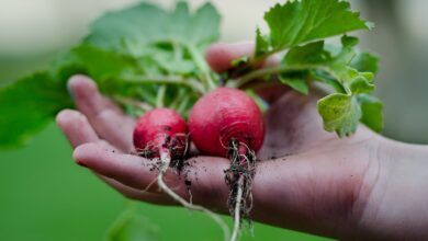 radish, hand, green, kitchen, leafs, vegetarian, healthy, recipe, gardening, cuisine, green kitchen, green healthy, green gardening, radish, radish, radish, radish, radish