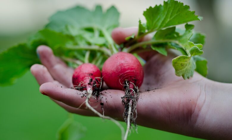 radish, hand, green, kitchen, leafs, vegetarian, healthy, recipe, gardening, cuisine, green kitchen, green healthy, green gardening, radish, radish, radish, radish, radish