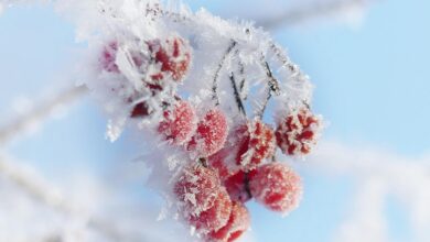 ice cream, ice crystals, cold, winter, branch, rowanberry, frost, advent, christmas, greeting card, nature, bird food, winter, winter, winter, winter, winter