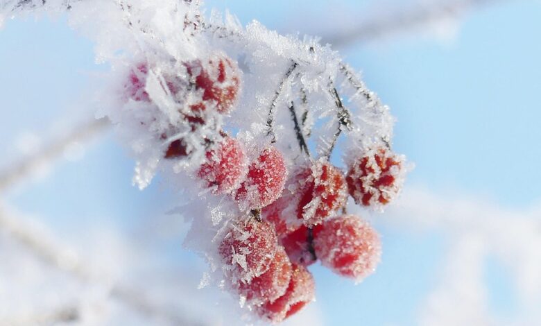 ice cream, ice crystals, cold, winter, branch, rowanberry, frost, advent, christmas, greeting card, nature, bird food, winter, winter, winter, winter, winter