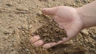 soil, hand, farm, garden, fertilizer, compost, organic, brown garden, nature, brown farm, brown gardening