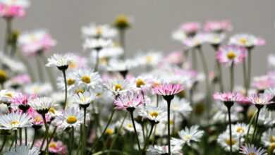 flowers, daisies, flower background, flower wallpaper, pink flowers, white flowers, beautiful flowers, garden, nature