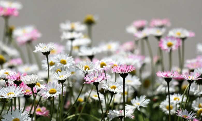 flowers, daisies, flower background, flower wallpaper, pink flowers, white flowers, beautiful flowers, garden, nature
