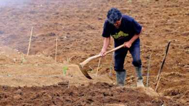 farmer, digging, nature, garden, field, excavate