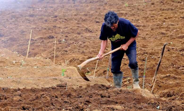 farmer, digging, nature, garden, field, excavate