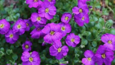 flowers, ornamental plant, aubrieta, flower background, aubrietia flowers, flower wallpaper, cruciferous, rock garden, spring, cushion plant, beautiful flowers, nature, garden, purple