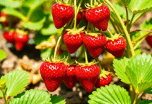 Коли і як правильно пересаджувати полуницю?