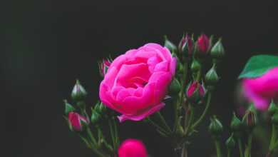 rose, flower, flower background, plant, rose flower, pink rose, pink flower, beautiful flowers, petals, bloom, garden, nature, passion, flower wallpaper, beautiful