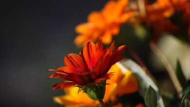 flowers, orange flowers, spring, beautiful flowers, flower wallpaper, plant, garden, flower background, nature, close up