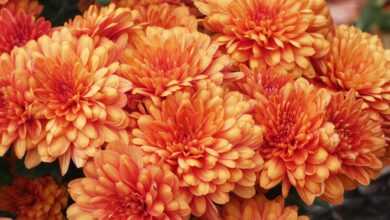 orange flowers, beautiful flowers, flowers, nature, bloom, flower background, blossom, hd wallpaper, flower wallpaper, garden