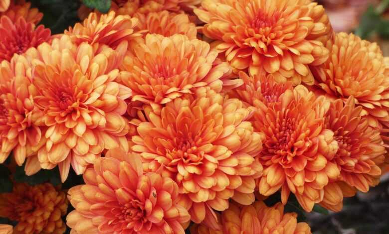 orange flowers, beautiful flowers, flowers, nature, bloom, flower background, blossom, hd wallpaper, flower wallpaper, garden