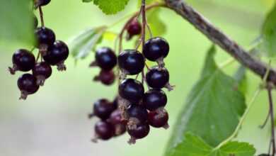 fruit, berry, nature, fresh, black currants, gooseberry family, branch, vitamins, healthy, food, edible berries, shrub, hanging grapes, plant, red currant, black currant panicle, panicle, ribes nigrum