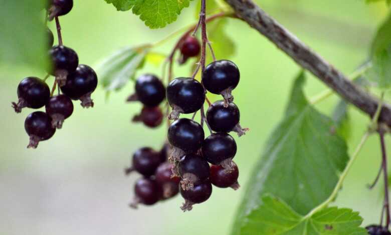 fruit, berry, nature, fresh, black currants, gooseberry family, branch, vitamins, healthy, food, edible berries, shrub, hanging grapes, plant, red currant, black currant panicle, panicle, ribes nigrum