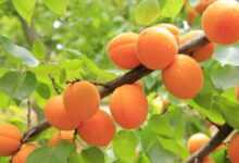 apricots, apricot tree, fruit, yellow, fresh, apricots, apricots, apricots, apricots, apricots, apricot tree, apricot tree, apricot tree, apricot tree