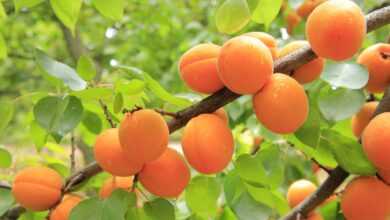 apricots, apricot tree, fruit, yellow, fresh, apricots, apricots, apricots, apricots, apricots, apricot tree, apricot tree, apricot tree, apricot tree