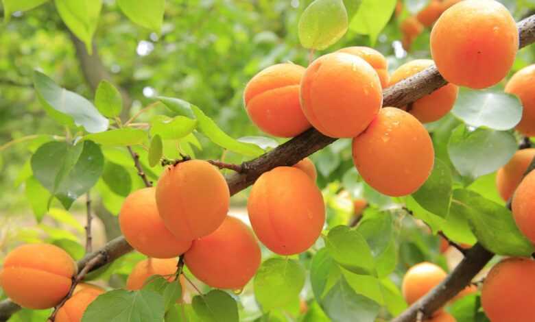 apricots, apricot tree, fruit, yellow, fresh, apricots, apricots, apricots, apricots, apricots, apricot tree, apricot tree, apricot tree, apricot tree