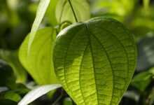 black peppercorn, pepper plant, plant, spice, growth, garden, farm, freshness, plantation, agriculture, ingredient, leaves, medicine, organic, raw food, nature, plant, plant, plant, plant, plant, agriculture, agriculture, nature