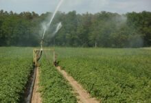 potato, fields, irrigation, water, plantation, agriculture, nature, farm, growth, farmland, watering, vegetable, sprinkler, green vegetables, green farm, green growth
