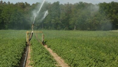 potato, fields, irrigation, water, plantation, agriculture, nature, farm, growth, farmland, watering, vegetable, sprinkler, green vegetables, green farm, green growth