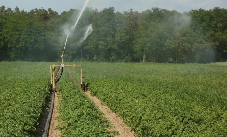 potato, fields, irrigation, water, plantation, agriculture, nature, farm, growth, farmland, watering, vegetable, sprinkler, green vegetables, green farm, green growth