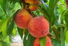 peach, fruit, ripe, peach, peach, peach, peach, peach