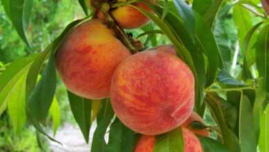 peach, fruit, ripe, peach, peach, peach, peach, peach