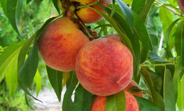 peach, fruit, ripe, peach, peach, peach, peach, peach