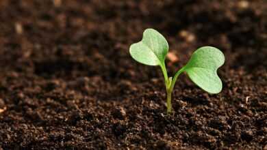field, farming, earth, earth, earth, earth, earth, earth