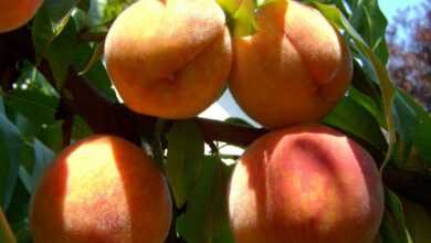 peach, ripe fruit, nature, summer