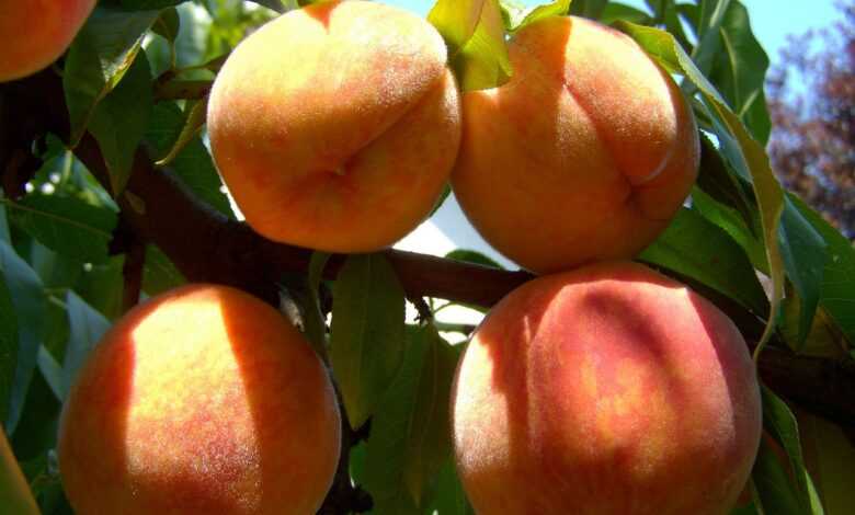 peach, ripe fruit, nature, summer