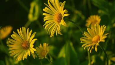 flowers, flower wallpaper, flower background, beautiful flowers, chamomile, summer, nature