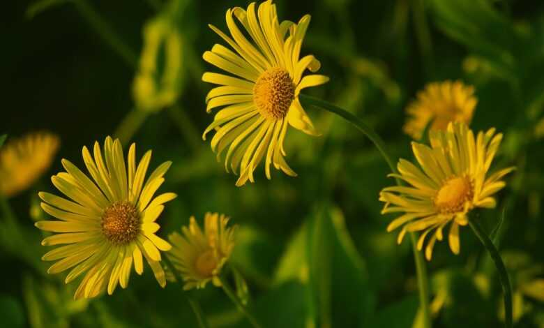 flowers, flower wallpaper, flower background, beautiful flowers, chamomile, summer, nature