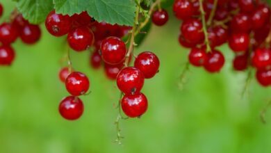 currants, red currants, fruits, berries, food, harvest, vitamins, ripe, healthy, organic, produce, fresh, currants, currants, currants, currants, currants, fruits, fruits, fruits, fruits, berries, berries, berries, food