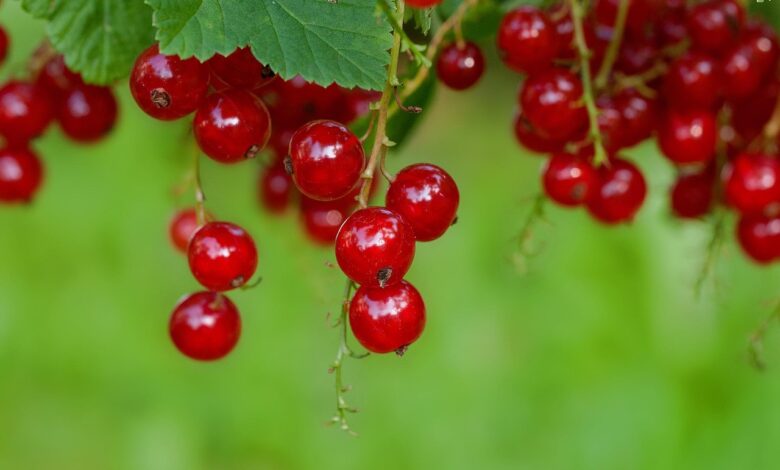 currants, red currants, fruits, berries, food, harvest, vitamins, ripe, healthy, organic, produce, fresh, currants, currants, currants, currants, currants, fruits, fruits, fruits, fruits, berries, berries, berries, food